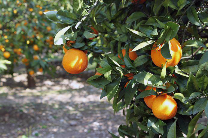 Arancia Bionda del Gargano